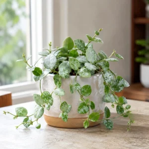 Hoya Krohniana Live Plant for Planting - 4-8 Inch Tall Succulent - Image 7