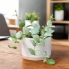 Hoya Krohniana Live Plant for Planting - 4-8 Inch Tall Succulent - Image 1