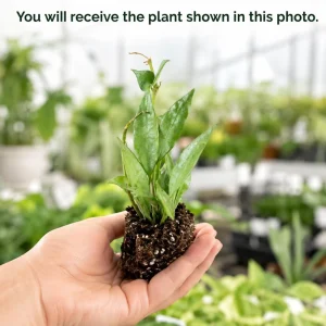 Hoya Lacunosa Mint Live Plant – Indoor Succulent – 4-8 Inch Tall – No Pot - Image 2