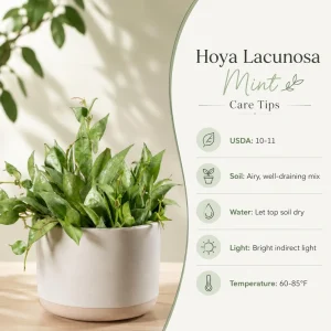 Hoya Lacunosa Mint Live Plant – Indoor Succulent – 4-8 Inch Tall – No Pot - Image 5