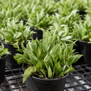 Hoya Lacunosa Mint Live Plant – Indoor Succulent – 4-8 Inch Tall – No Pot - Image 6