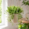 Hoya Lacunosa Mint Live Plant – Indoor Succulent – 4-8 Inch Tall – No Pot - Image 1