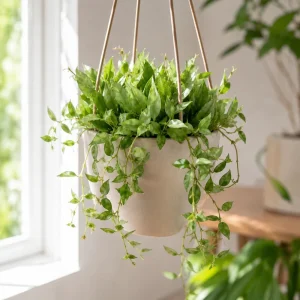 Hoya Lacunosa Mint Live Plant – Indoor Succulent – 4-8 Inch Tall – No Pot - Image 1