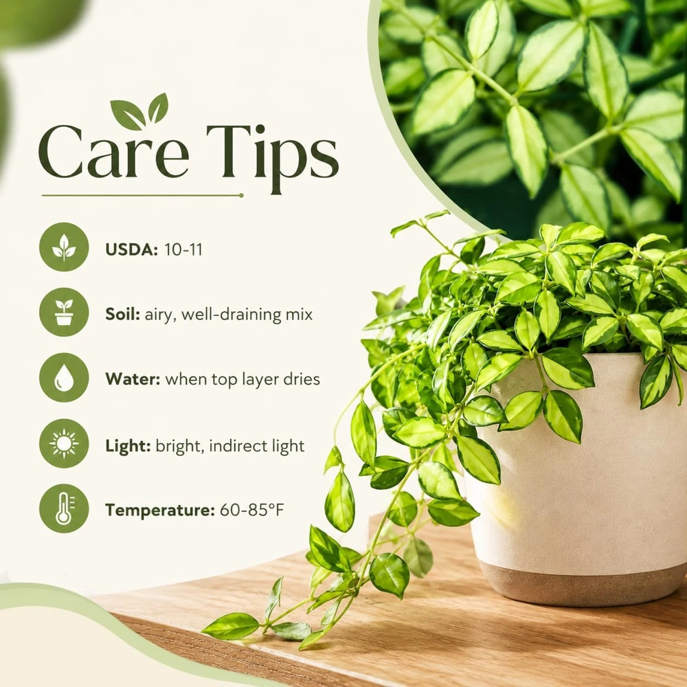 Hoya Louis Variegated Live Houseplant, 4-8 Inch Tall, Indoor Succulent - Image 5