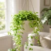 Hoya Louis Variegated Live Houseplant, 4-8 Inch Tall, Indoor Succulent - Image 1