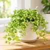 Hoya Louis Variegated Live Houseplant - 4-8 Inch Tall, Indoor/Outdoor Succulent - Image 1