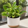 Hoya Sunrise Live Plant – Succulent for Indoor & Outdoor – 4-8 Inch Tall - Image 1