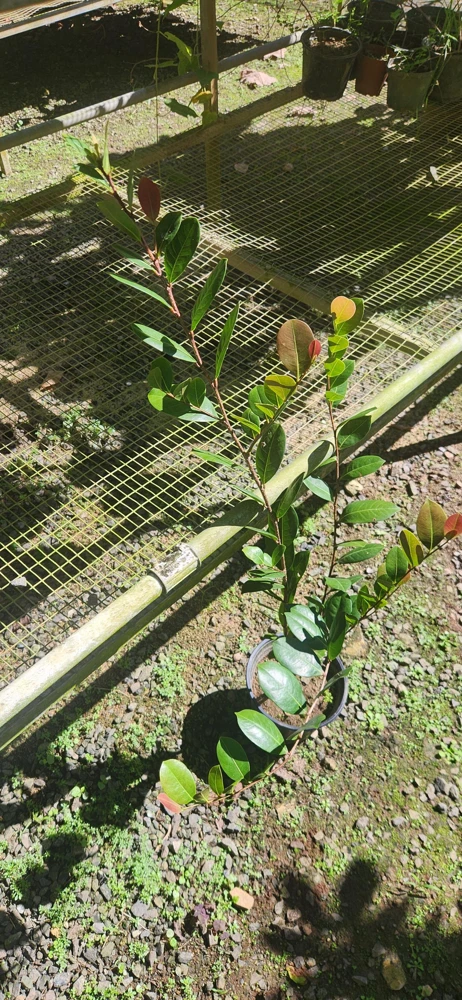 Icaco Live Fruit Tree - Tropical Cocoplum Plant 2-3ft Tall - Image 2