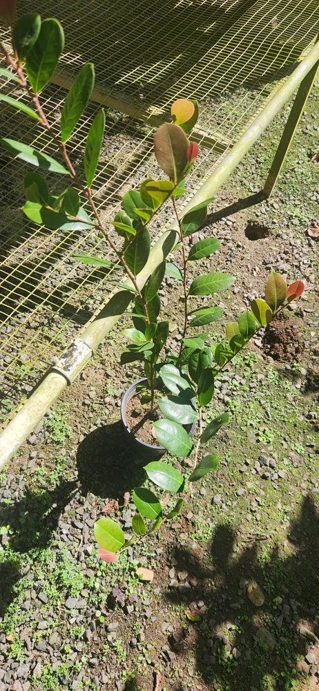 Icaco Live Fruit Tree - Tropical Cocoplum Plant 2-3ft Tall - Image 3