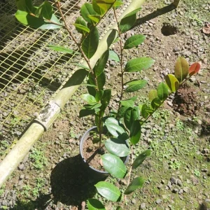 Icaco Live Fruit Tropical Tree – Chrysobalanus icaco – 1-2ft Tall - Image 2