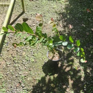 Icaco Live Fruit Tropical Tree – Chrysobalanus icaco – 1-2ft Tall - Image 3