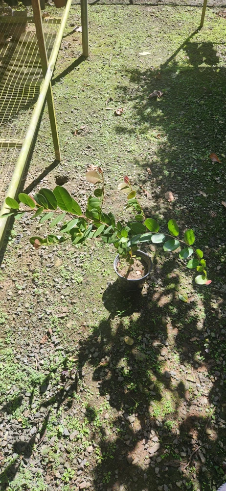 Icaco Live Fruit Tropical Tree – Chrysobalanus icaco – 1-2ft Tall - Image 3