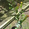 Icaco Live Fruit Tropical Tree – Chrysobalanus icaco – 1-2ft Tall - Image 1