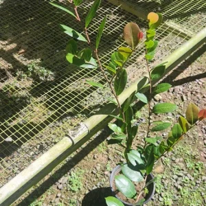 Icaco Live Fruit Tropical Tree – Chrysobalanus icaco – 1-2ft Tall - Image 1