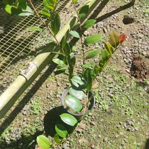 Icaco Live Fruit Tropical Tree – Chrysobalanus icaco – 1-2ft Tall - Image 4
