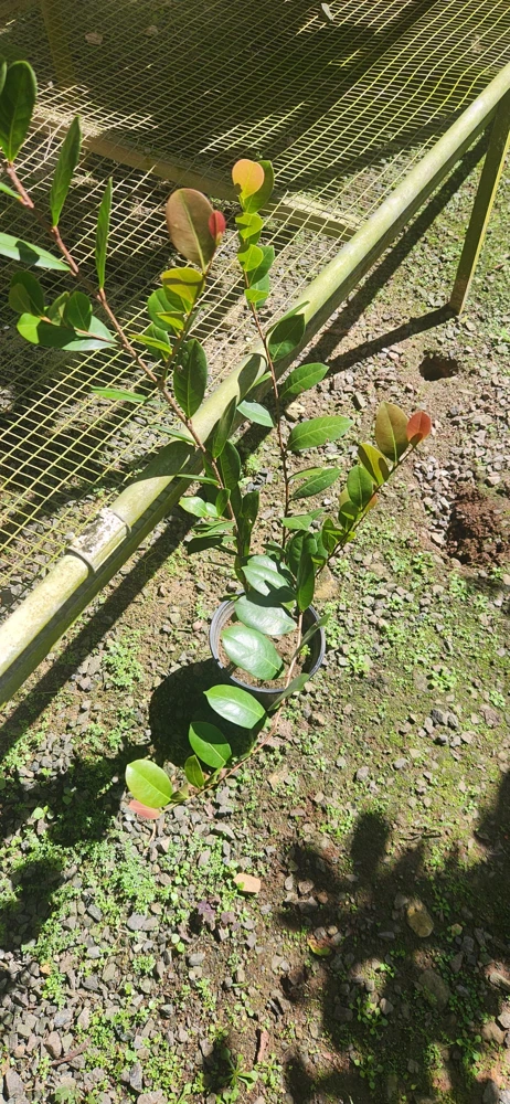 Icaco Live Fruit Tropical Tree – Chrysobalanus icaco – 1-2ft Tall - Image 4