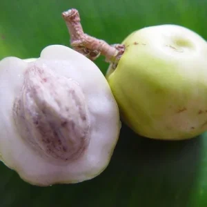 Icaco Live Fruit Tropical Tree – Chrysobalanus icaco – 1-2ft Tall - Image 5