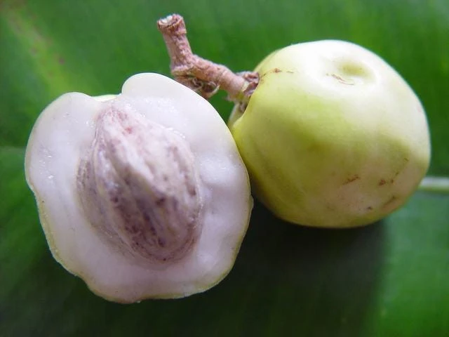 Icaco Live Fruit Tropical Tree – Chrysobalanus icaco – 1-2ft Tall - Image 5