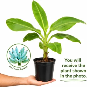 Ice Cream Banana Tree Live Plant – 1 Gallon Pot – Home Garden Fruit Plant - Image 2