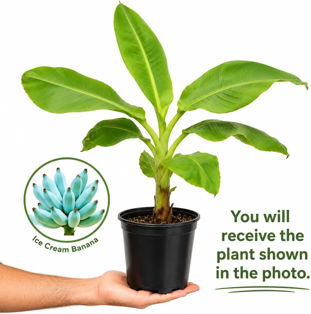 Ice Cream Banana Tree Live Plant – 1 Gallon Pot – Home Garden Fruit Plant - Image 2