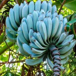 Ice Cream Banana Tree Live Plant – 1 Gallon Pot – Home Garden Fruit Plant - Image 3
