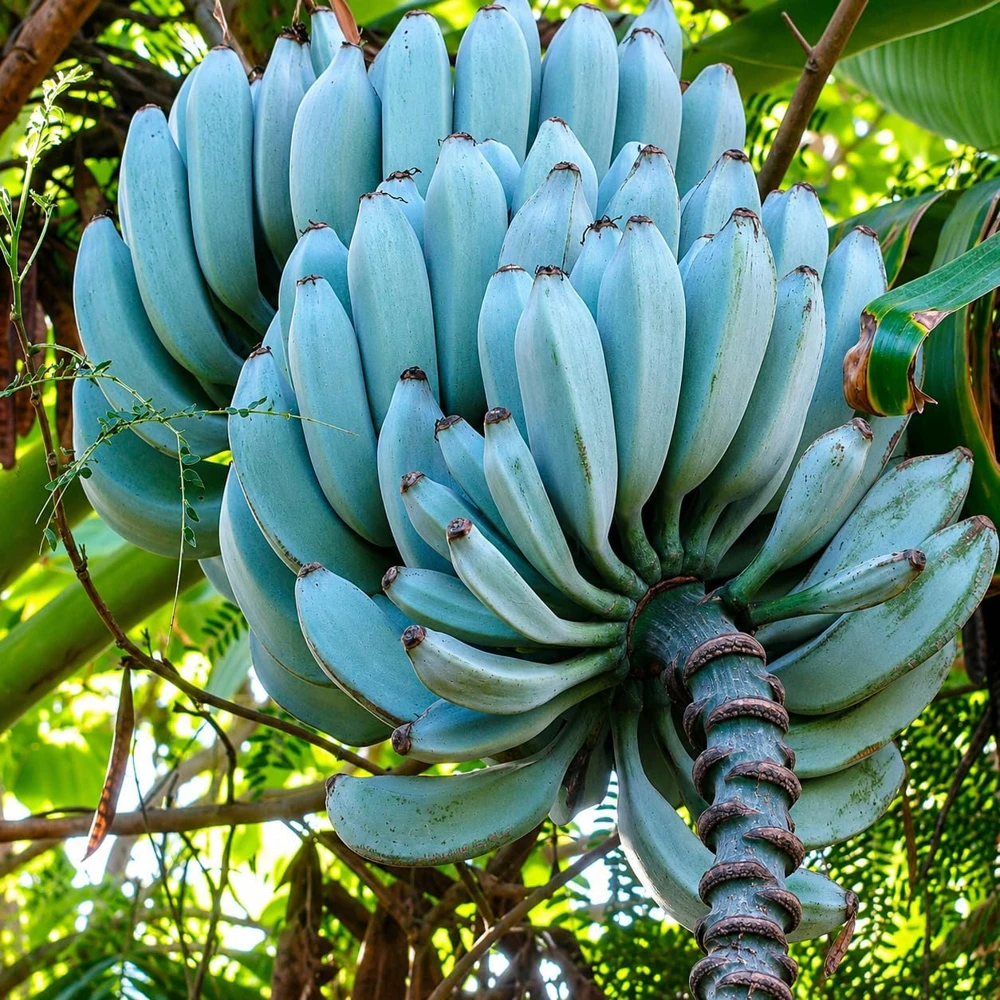 Ice Cream Banana Tree Live Plant – 1 Gallon Pot – Home Garden Fruit Plant - Image 3