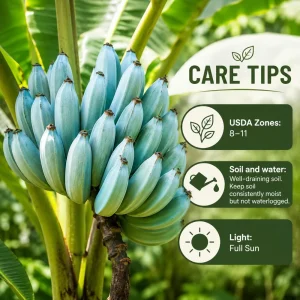 Ice Cream Banana Tree Live Plant – 1 Gallon Pot – Home Garden Fruit Plant - Image 4