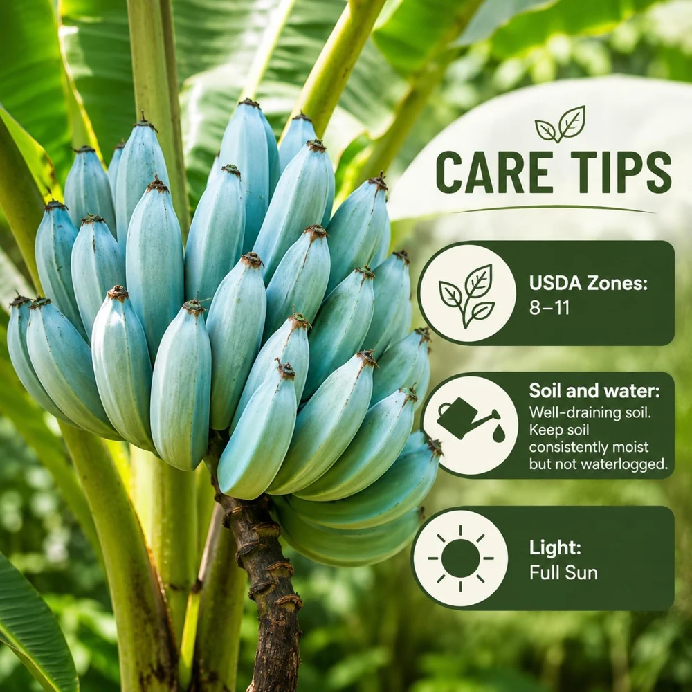 Ice Cream Banana Tree Live Plant – 1 Gallon Pot – Home Garden Fruit Plant - Image 4