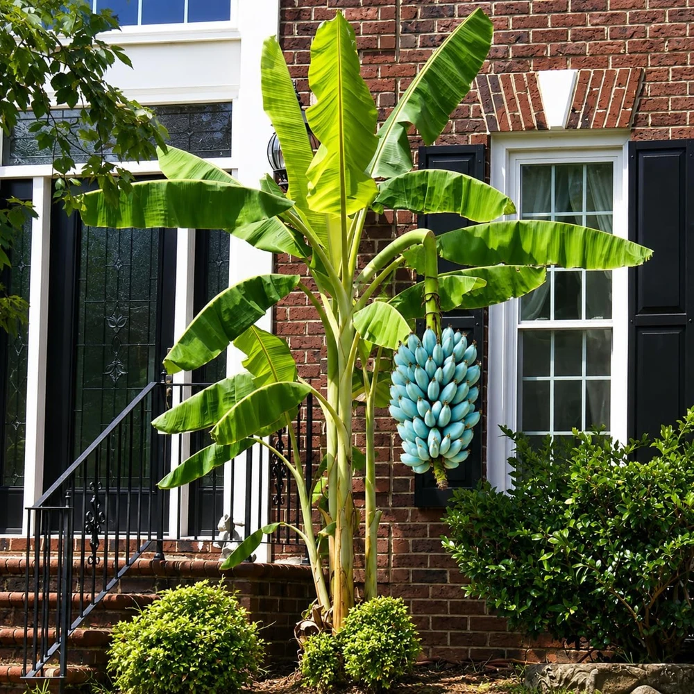 Ice Cream Banana Tree Live Plant – 1 Gallon Pot – Home Garden Fruit Plant - Image 5