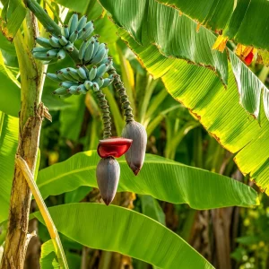 Ice Cream Banana Tree Live Plant – 1 Gallon Pot – Home Garden Fruit Plant - Image 7