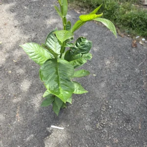 Ice Cream Bean Tree (Inga Edulis) Live Plant 3ft Tall - Tropical Fruit Tree - Image 5