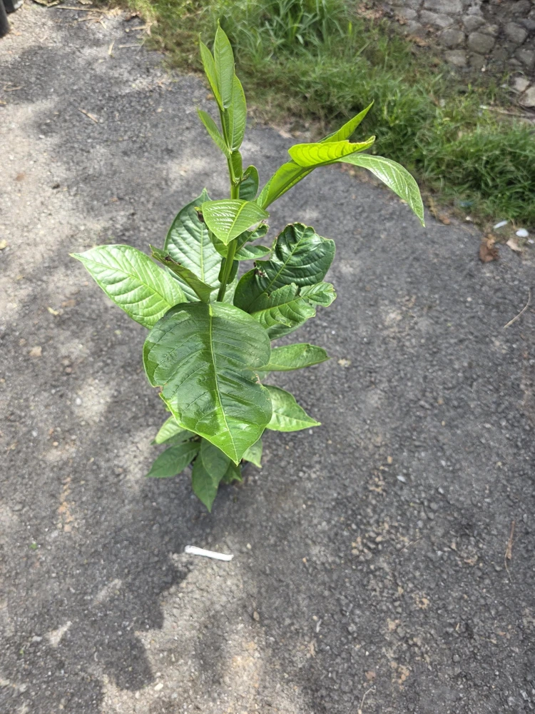 Ice Cream Bean Tree (Inga Edulis) Live Plant 3ft Tall - Tropical Fruit Tree - Image 5