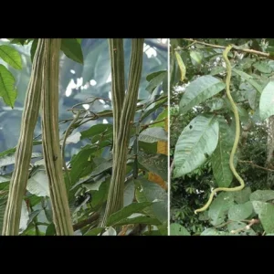Ice Cream Bean Tree Live Plant - Inga edulis - 10-12 inches tall - Image 2