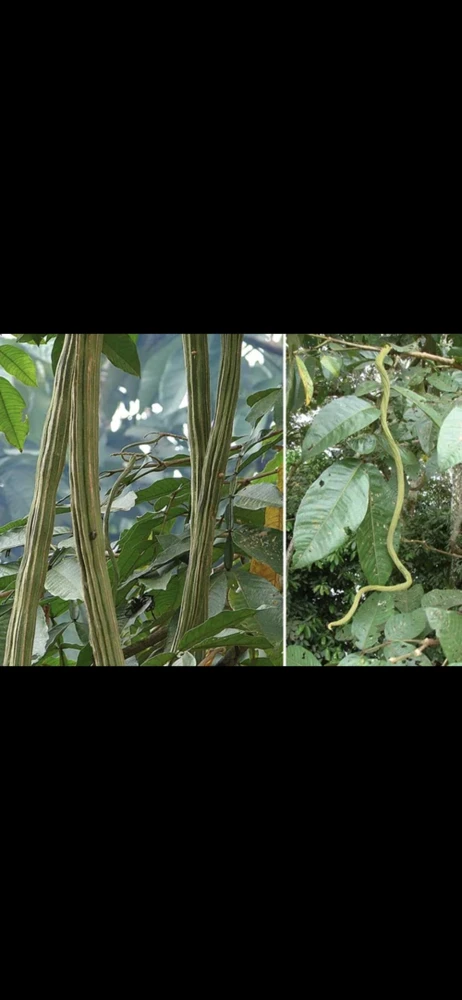Ice Cream Bean Tree Live Plant - Inga edulis - 10-12 inches tall - Image 2