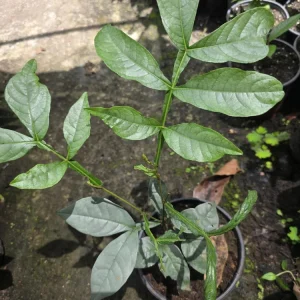 Ice Cream Bean Tree Live Plant - Inga edulis - 10-12 inches tall - Image 3
