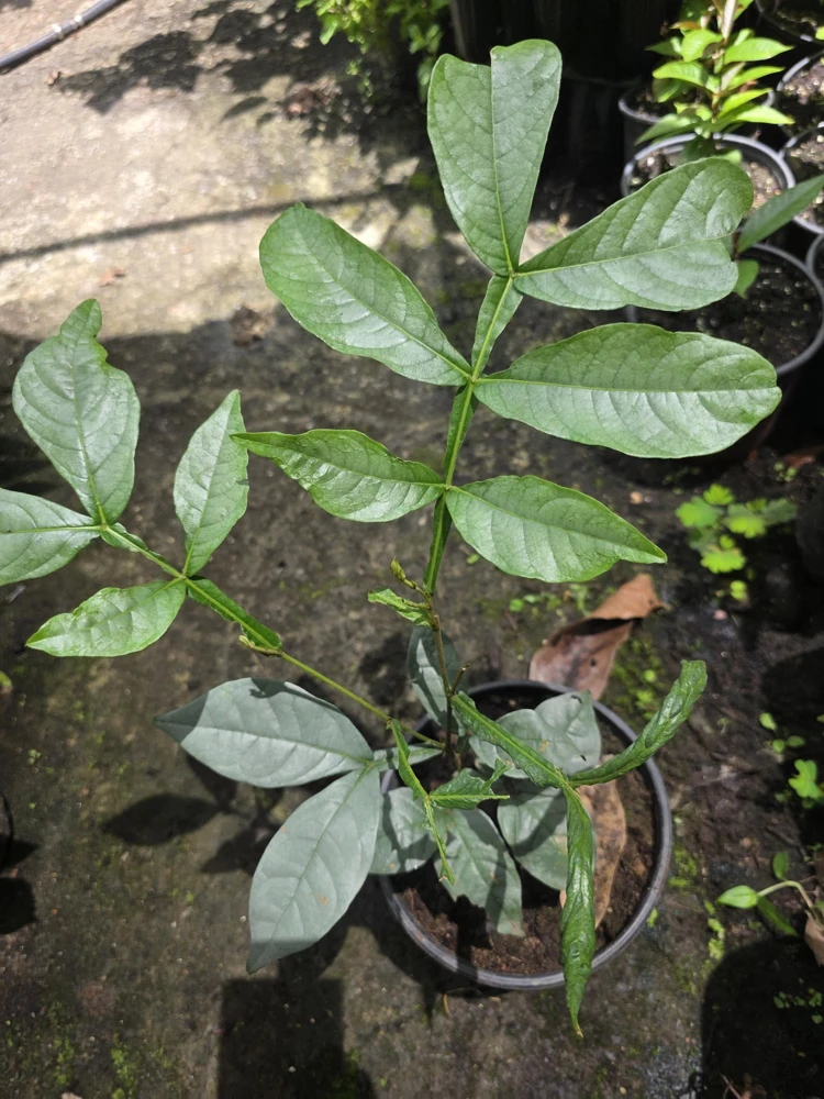 Ice Cream Bean Tree Live Plant - Inga edulis - 10-12 inches tall - Image 3