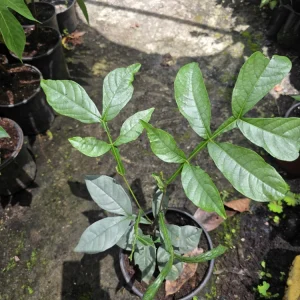 Ice Cream Bean Tree Live Plant - Inga edulis - 10-12 inches tall - Image 4