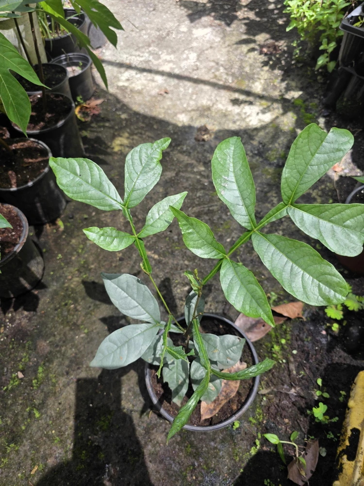 Ice Cream Bean Tree Live Plant - Inga edulis - 10-12 inches tall - Image 4