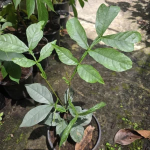 Ice Cream Bean Tree Live Plant - Inga edulis - 10-12 inches tall - Image 5