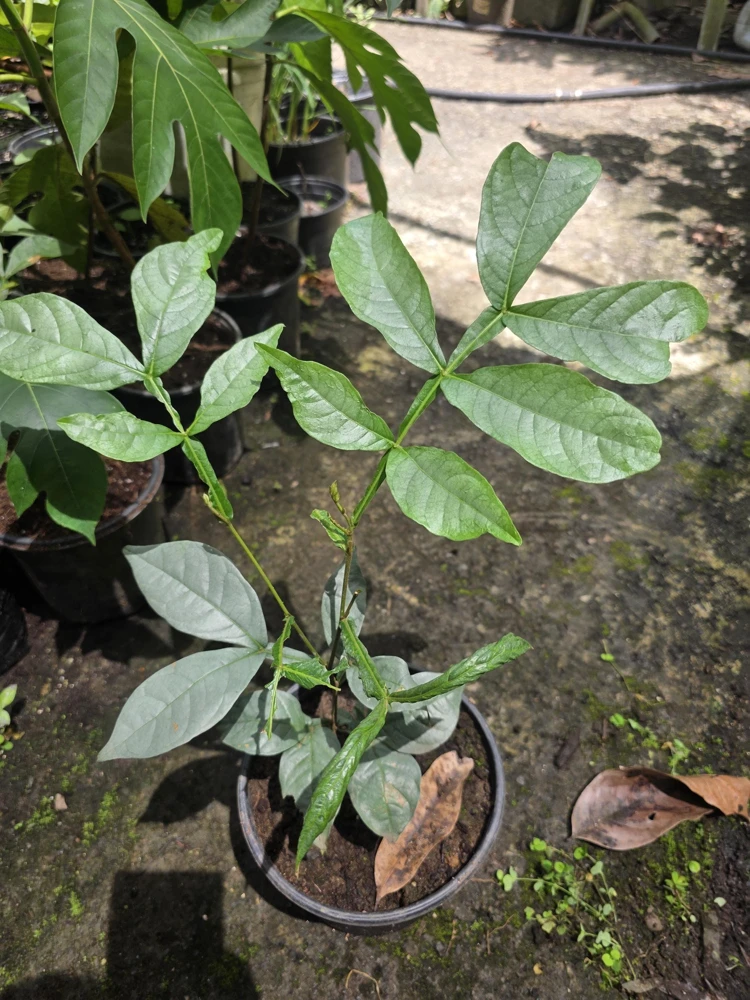 Ice Cream Bean Tree Live Plant - Inga edulis - 10-12 inches tall - Image 5