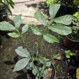 Ice Cream Bean Tree Live Plant - Inga edulis - 10-12 inches tall - Image 6