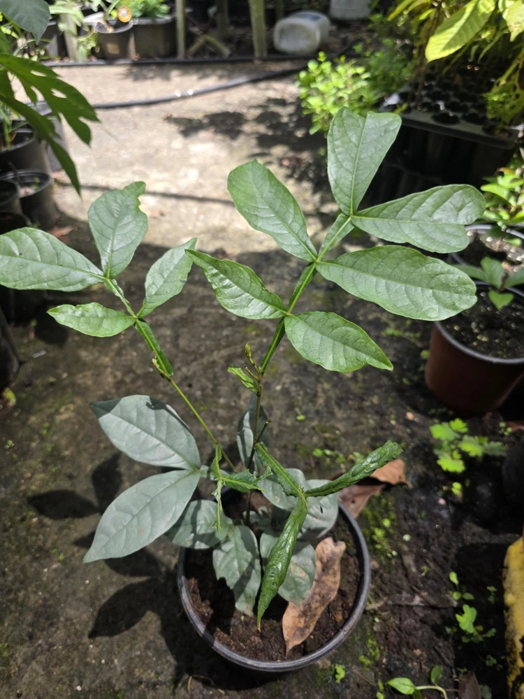 Ice Cream Bean Tree Live Plant - Inga edulis - 10-12 inches tall - Image 6