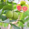 Indian Red Guava Live Fruit Tree - Psidium Guajava Plant 1-2 ft Tall - Image 1