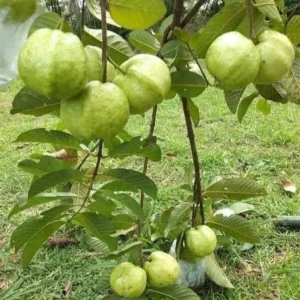 Indonesian Guava Live Tree – Psidium Guajava – 1-2ft Tall – Outdoor Fruit Plant - Image 2