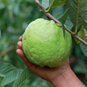 Indonesian Guava Live Tree – Psidium Guajava – 1-2ft Tall – Outdoor Fruit Plant - Image 3