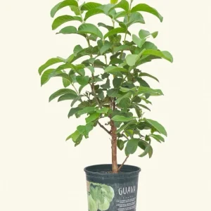 Indonesian Guava Live Tree – Psidium Guajava – 1-2ft Tall – Outdoor Fruit Plant - Image 4