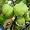 Indonesian Guava Live Tree – Psidium Guajava – 1-2ft Tall – Outdoor Fruit Plant - Image 1
