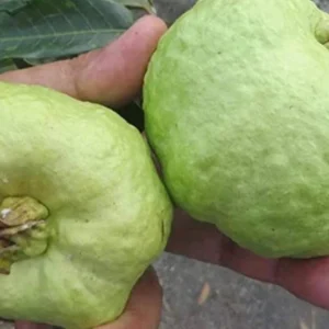 Indonesian Guava Live Tree – Psidium Guajava – Tropical Fruit Plant – 3-4 ft Tall - Image 2