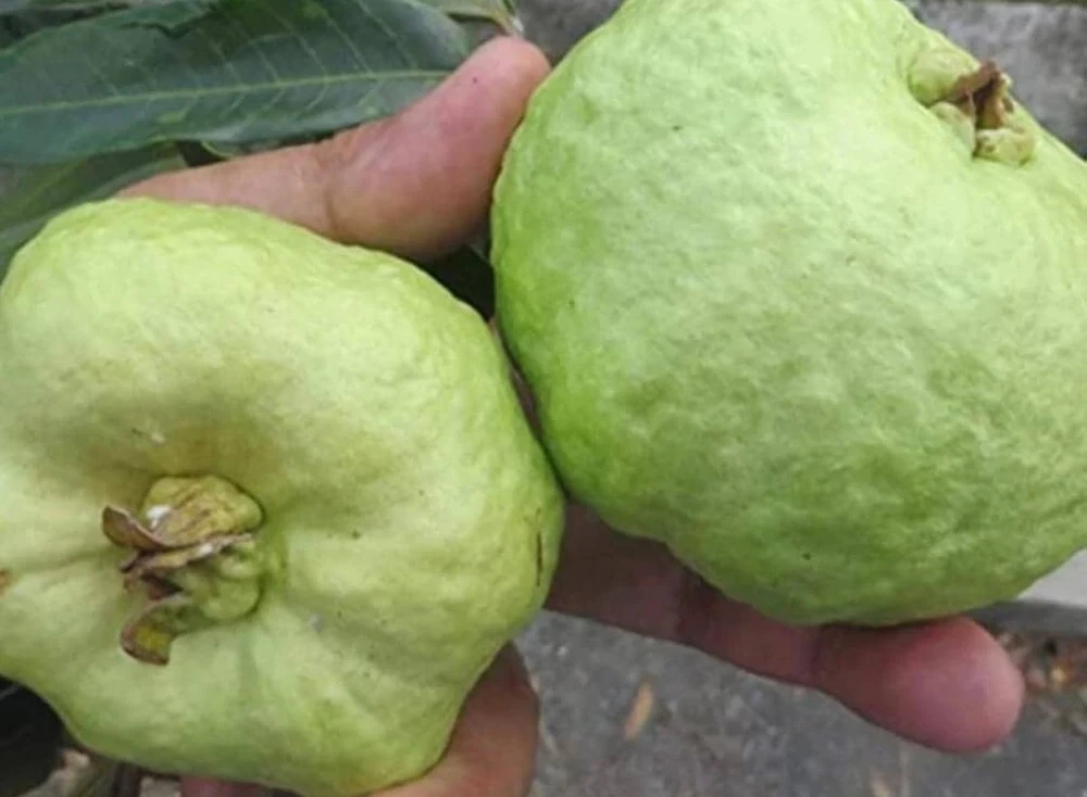 Indonesian Guava Live Tree – Psidium Guajava – Tropical Fruit Plant – 3-4 ft Tall - Image 2