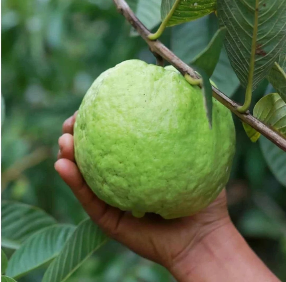 Indonesian Guava Live Tree – Psidium Guajava – Tropical Fruit Plant – 3-4 ft Tall - Image 3